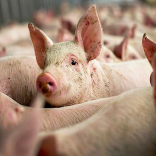 Alertă sanitară: Carne de porc infestată cu pestă porcină