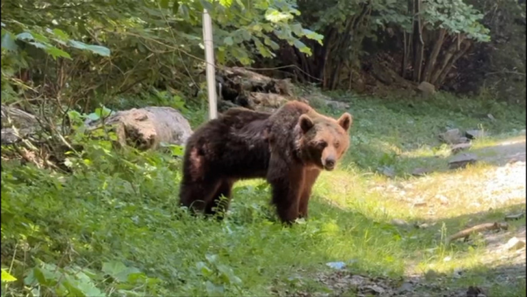 Video Ultimele momente din viața motociclistului ucis de urs pe Transfăgărășan. Animalul a fost împușcat
